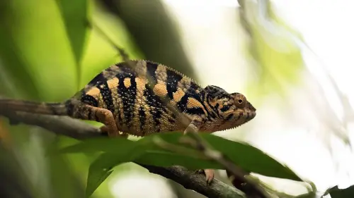 Traqueur de serpents S02E01 L'île aux caméléons