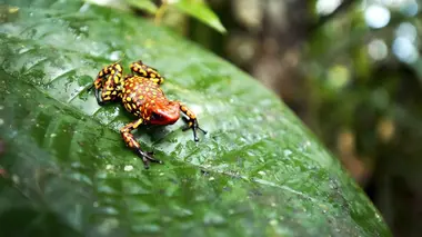 Le paradis des grenouilles