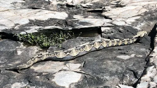 Traqueur de serpents S01E04 Sur la terre des vipères