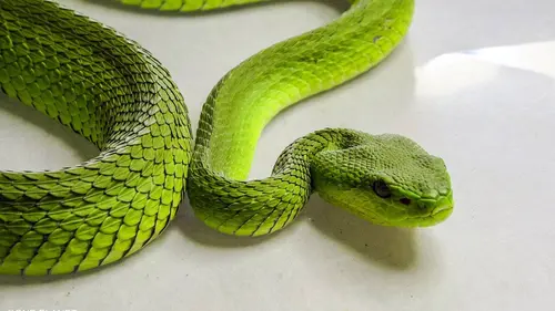 Traqueur de serpents S01E01 Les derniers dragons de Komodo