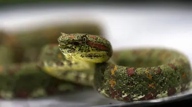 Le repaire des fers de lance