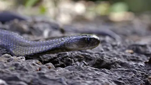 Traqueur de serpents