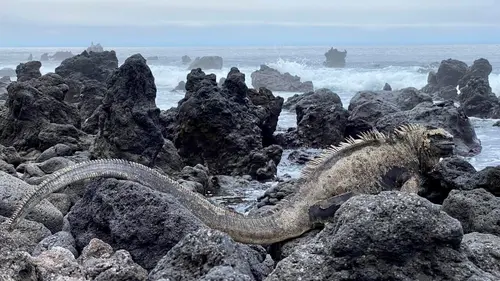 Traqueur de serpents Sur les traces du mystérieux iguane rose des Galápagos