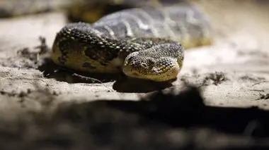 Traqueur de serpents en Afrique du Sud S01E01 Face au mamba