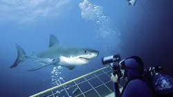 Sur Discovery Channel à 20h45 : Travailler avec les requins