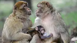 Tendresses animales S01E03 Une vie de singe