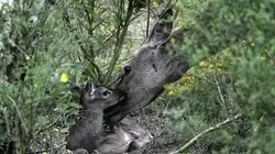 Tendresses animales S01E03 Une vie de singe