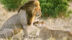 Tendresses animales S01E03 Une vie de singe