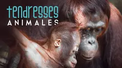 Tendresses animales S01E01 Un jour dans la forêt