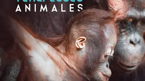 Tendresses animales S01E03 Une vie de singe