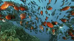 Visuel de Trésors de mer