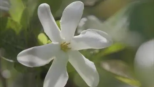 Les secrets de Tahiti E02 Tiaré, la fleur des fleurs