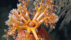 Triangle de Corail : merveilleuse biodiversité marine Lembeh & Manado