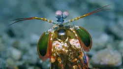 Triangle de Corail : merveilleuse biodiversité marine Lembeh & Manado
