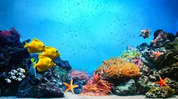Triangle de Corail : merveilleuse biodiversité marine
