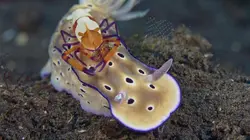 Triangle de Corail : merveilleuse biodiversité marine Les dragons de Komodo