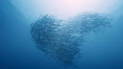 Triangle de Corail : merveilleuse biodiversité marine Lembeh & Manado