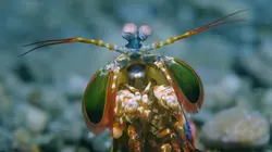 Triangle de Corail : merveilleuse biodiversité marine