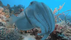 Triangle de Corail : merveilleuse biodiversité marine