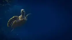 Triangle de Corail : merveilleuse biodiversité marine