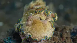 Triangle de Corail : merveilleuse biodiversité marine