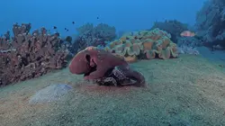 Triangle de Corail : merveilleuse biodiversité marine