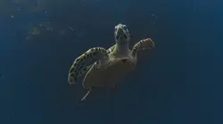 Triangle de Corail : merveilleuse biodiversité marine Lembeh & Manado