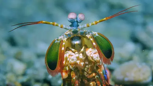 Triangle de Corail : merveilleuse biodiversité marine Les Moluques : îles oubliées