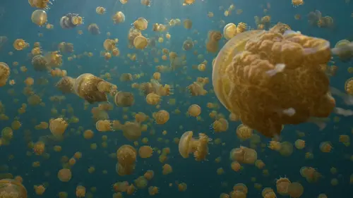 Triangle de Corail : merveilleuse biodiversité marine Les mangroves de Raja Ampat