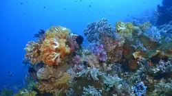 Sur Animaux à 20h35 : Triangle de Corail : merveilleuse biodiversité marine
