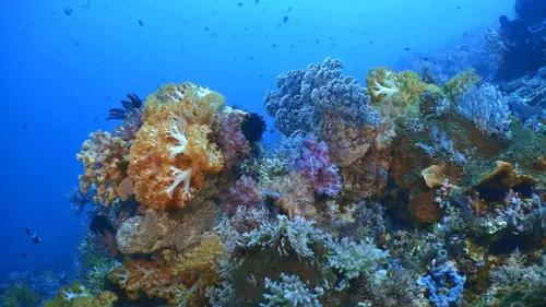 Triangle de Corail : merveilleuse biodiversité marine Bali : l'île indonésienne