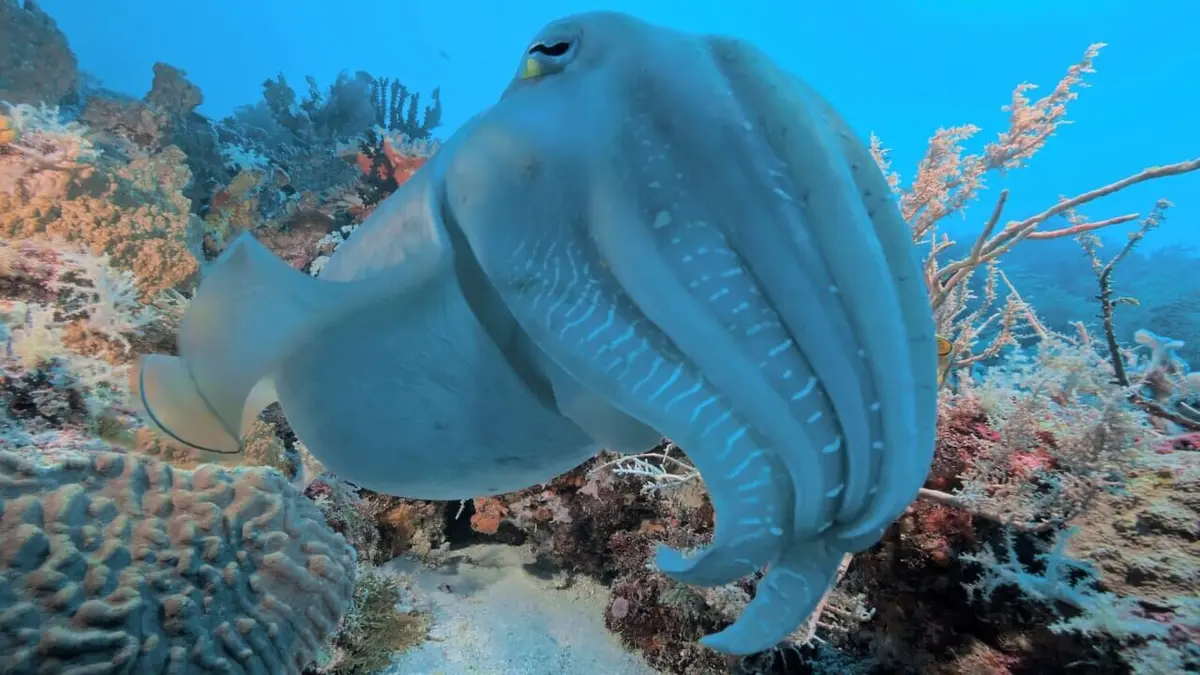 Triangle de Corail : merveilleuse biodiversité marine Les fonds marins de l'île d'Ambon