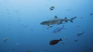 Triangle de Corail : merveilleuse biodiversité marine La mer de Florès