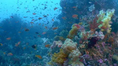 Triangle de Corail : merveilleuse biodiversité marine Lembeh & Manado