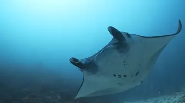 Triangle de Corail : merveilleuse biodiversité marine Les dragons de Komodo