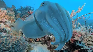Triangle de Corail : merveilleuse biodiversité marine Les fonds marins de l'île d'Ambon