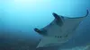 Triangle de Corail : merveilleuse biodiversité marine S01E03 Komodo