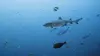 Triangle de Corail : merveilleuse biodiversité marine S01E04 Flores & Banda Sea