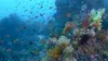 Triangle de Corail : merveilleuse biodiversité marine S01E06 Triton Bay