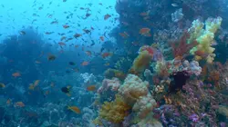 Sur Animaux à 20h35 : Triangle de Corail : merveilleuse biodiversité marine
