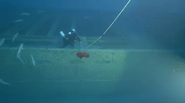 Curse of the Carrier