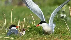 Visuel de Triskell, Bretagne sauvage