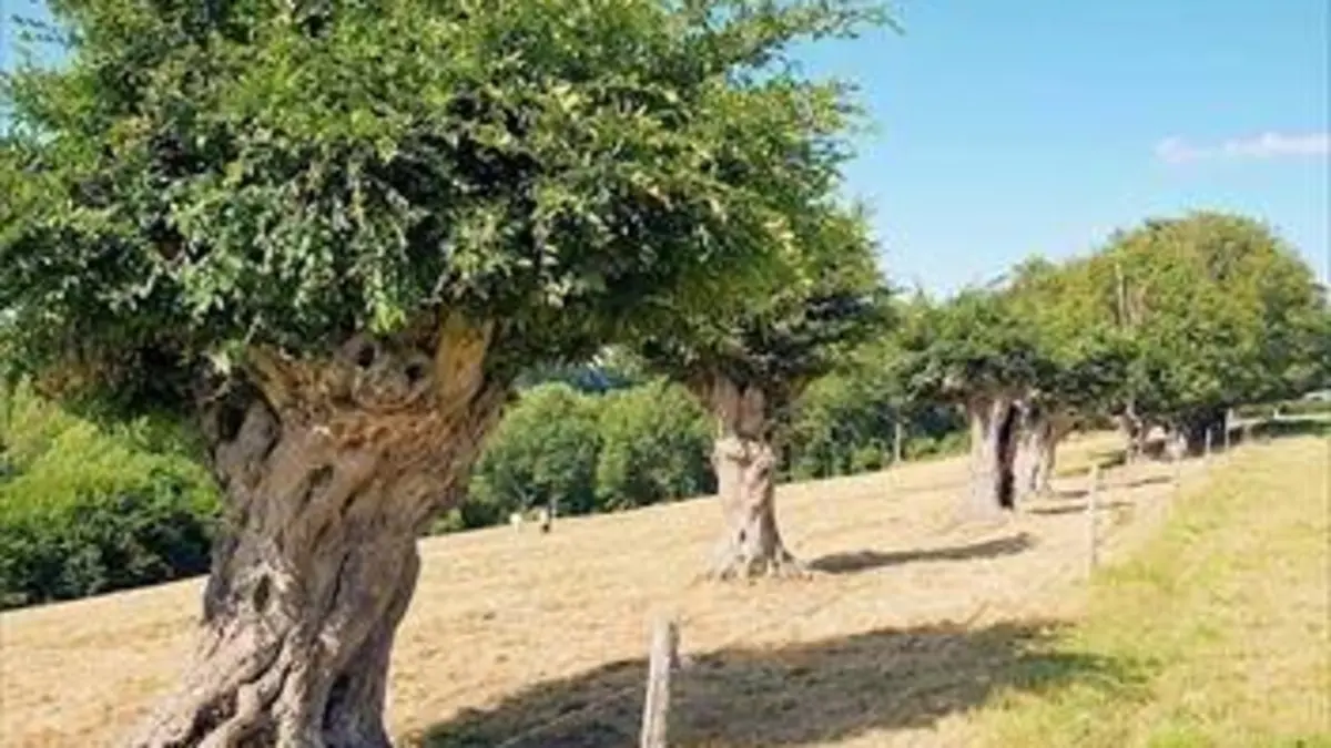 Trognes : Les arbres aux mille visages Les arbres aux mille visages