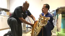 Trois vétos à Houston Episode 5