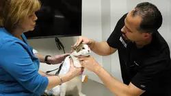 Trois vétos à Houston Training Day