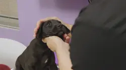 Trois vétos à Houston Réunion à Tuskegee