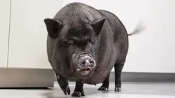 Trois vétos à Houston Retournement de situation