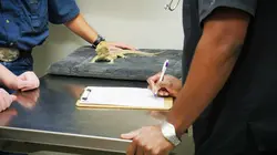 Trois vétos à Houston Sans queue ni tête