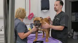 Trois vétos à Houston Lumière, caméra, action !