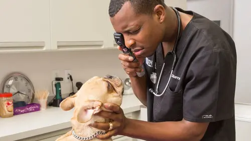 Trois vétos à Houston Texan en herbe